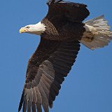 11SB7669 American Bald Eagle